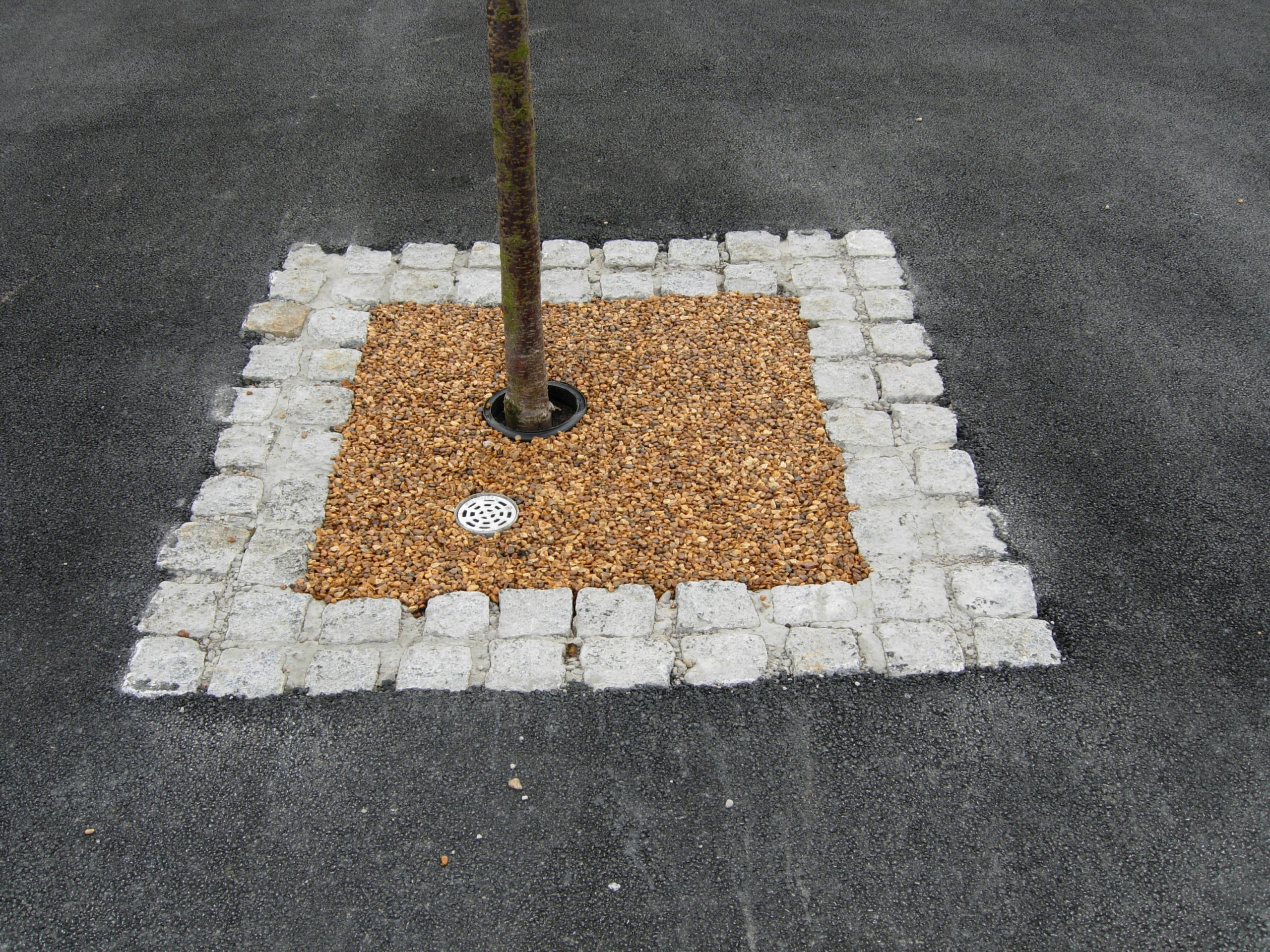 view of a tree pit
